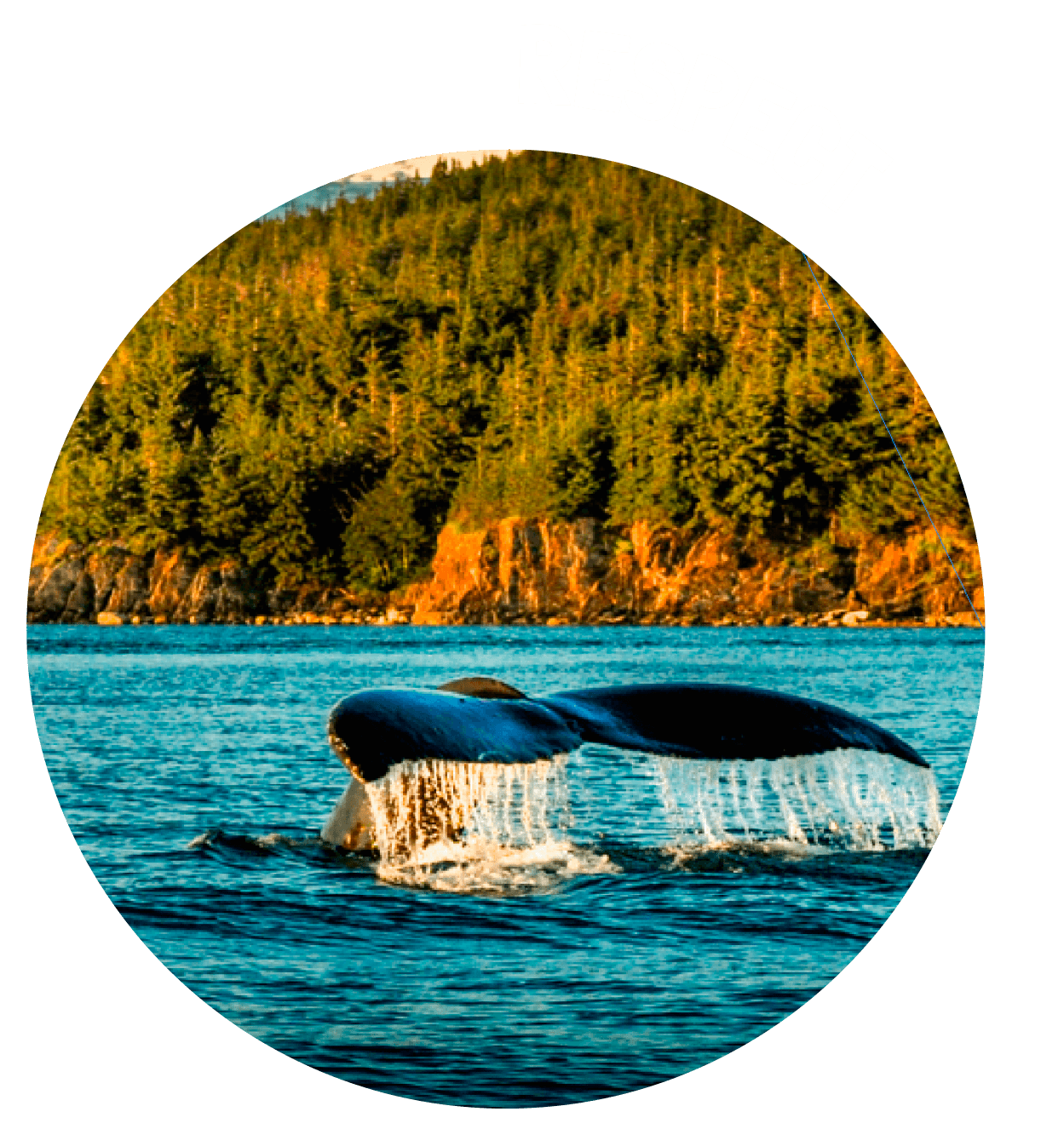 RESPECT